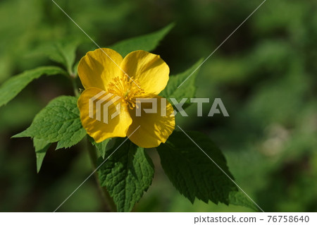 April Sagamihara 206 Yamabukisou (Yamabukisou), Poppy family, Shiroyama Katakuri no Sato April Sagamihara 206 Yamabukisou (Yamabukisou), Poppy family, Shiroyama Katakuri no Sato 76758640