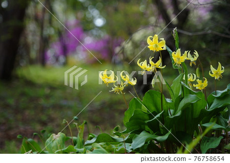 4月相模原189黃花片栗、百合科、城山片栗之裡 76758654