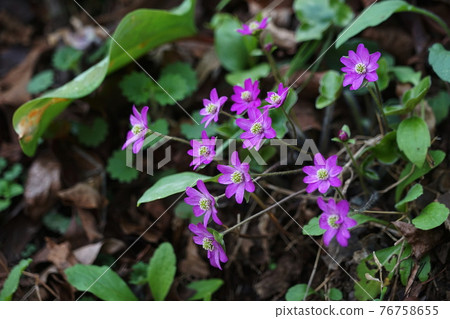 April Sagamihara 190 Yukiwarisou (Yukiwarisou), 毛茛科, Shiroyama Katakuri no Sato 76758655
