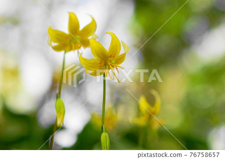 April Sagamihara 188 Yellow flower Katakuri, Liliaceae, Shiroyama Katakuri no Sato April Sagamihara 188 Yellow flower Katakuri, Liliaceae, Shiroyama Katakuri no Sato 76758657
