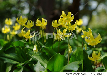 April Sagamihara 182 Yellow flower Katakuri, Liliaceae, Shiroyama Katakuri no Sato 76758663