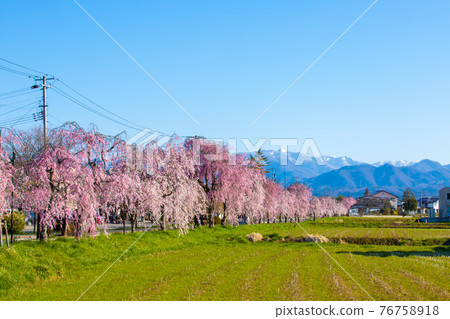 Fukushima Prefecture Kitakata City Nicchusen Weeping Cherry Blossom Trees 76758918