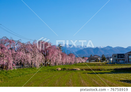 Fukushima Prefecture Kitakata City Nicchusen Weeping Cherry Blossom Trees 76758919