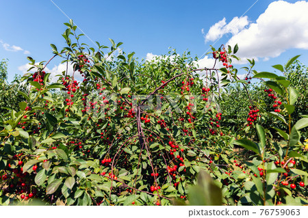 Many fruit trees with green leaves twig and many red ripe tasty juicy dessert cherry berries growing in orchard. Natural eco fruit garden background. Organic nutritious agribusiness concept Many fruit trees with green leaves twig and many red ripe tasty juicy dessert cherry berries growing in orchard. Natural eco fruit garden background. Organic nutritious agribusiness concept 76759063