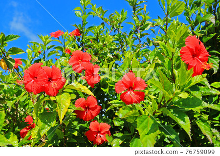 Okinawa Hundred Flowers Ryoran Hibiscus 76759099