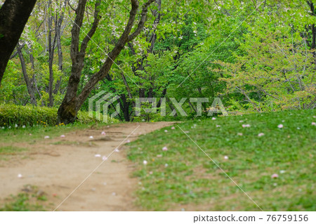 【4月中旬/風景】清新清新的綠色風景/森林公園山路 76759156