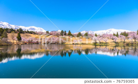 Pine is Mineike, cherry blossoms and Myoko mountain range 76759305