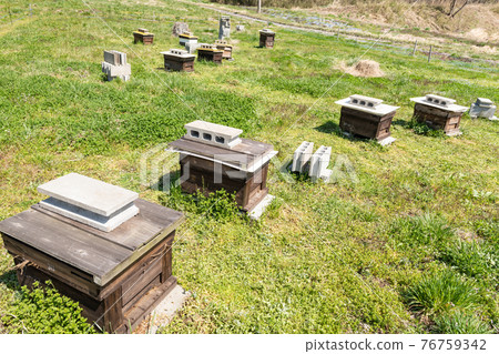 在養蜂場養蜂箱的春天開花時間蜂窩 在養蜂場養蜂箱的春天開花時間蜂窩 76759342