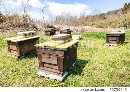 在養蜂場養蜂箱的春天開花時間蜂窩 76759343