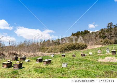 在養蜂場養蜂箱的春天開花時間蜂窩 76759344