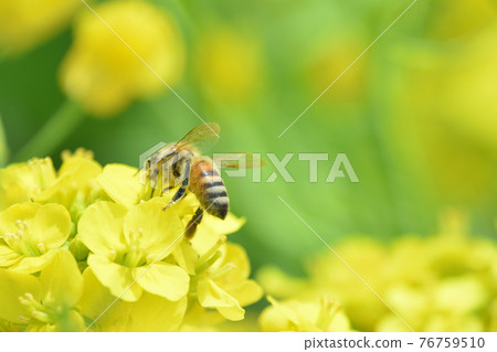 Bees sucking the nectar of rape blossoms Image of a warm sunny day 76759510