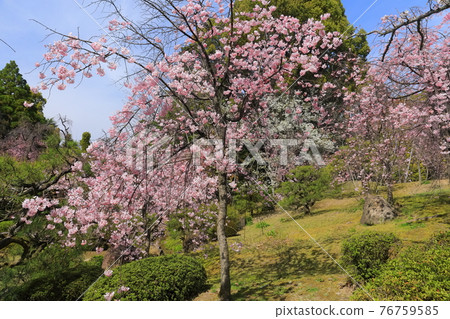 【京都府】晴空萬里的平安神宮,南神念櫻花盛開 【京都府】晴空萬里的平安神宮,南神念櫻花盛開 76759585