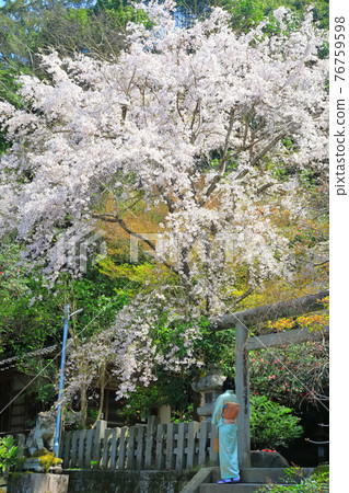 [京都] 乙陽神社的櫻花盛開 76759598