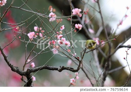 Mejiro and plum blossoms 76759634