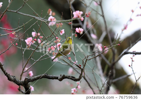 Mejiro and plum blossoms 76759636