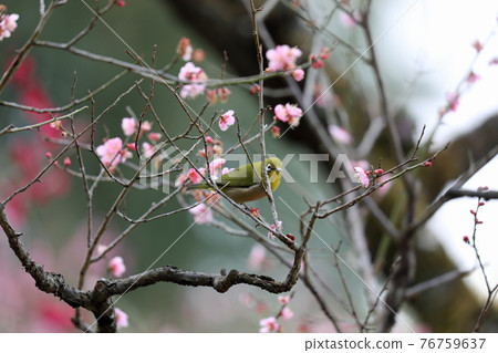 Mejiro and plum blossoms 76759637