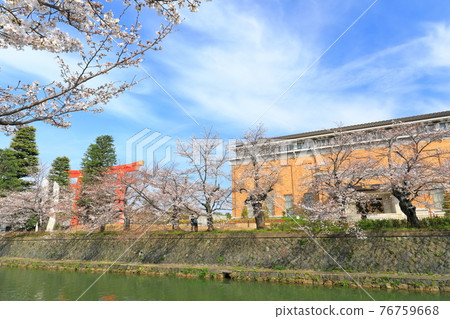 [Kyoto Prefecture] Okazaki Sakura Corridor under sunny weather and Kyoto City Museum of Art 76759668