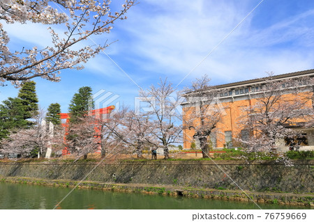 【京都府】晴天下的岡崎櫻花走廊和京都市立美術館 76759669