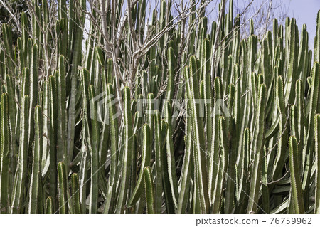 Large cluster of tall prickly cacti. Growing exotic plants in gardens and parks. Green cactuses with thorns. Floriana, Malta. Large cluster of tall prickly cacti. Growing exotic plants in gardens and parks. Green cactuses with thorns. Floriana, Malta. 76759962