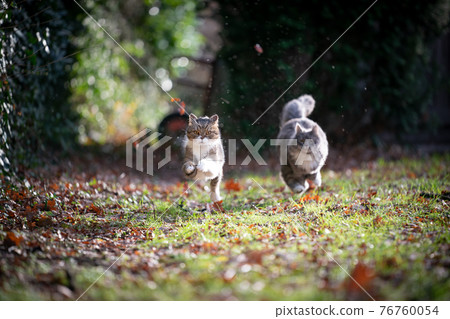 two playful cats running outdoors 76760054