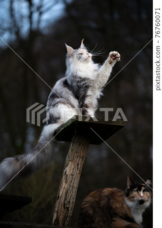 playful maine coon cat on top of scratching post outdoors 76760071
