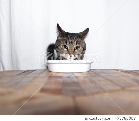 hungry cat looking at empty food bowl 76760098