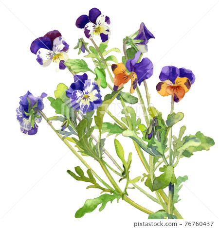 Viola pansy bouquet Viola pansy bouquet 76760437