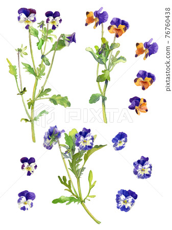 Viola pansy parts Viola pansy parts 76760438