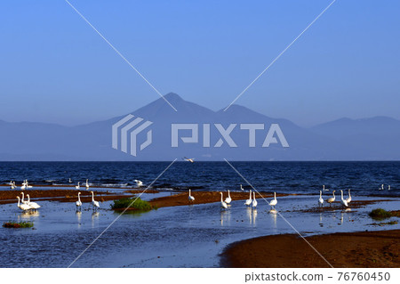 在豬苗代湖的天鵝 在豬苗代湖的天鵝 76760450