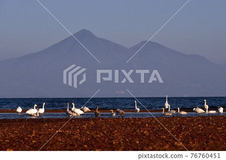 在豬苗代湖的天鵝 在豬苗代湖的天鵝 76760451