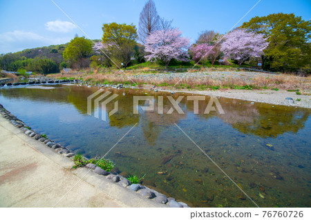 Near the upper reaches of Myojinbuchi, the Toki River in early spring 76760726
