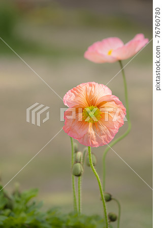 Colorfully shining Iceland poppies Colorfully shining Iceland poppies 76760780