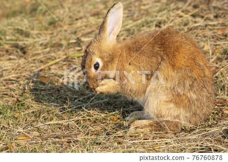 Fluffy brown bunny rabbit sitting on the dry grass over environment natural light background. Fluffy brown bunny rabbit sitting on the dry grass over environment natural light background. 76760878