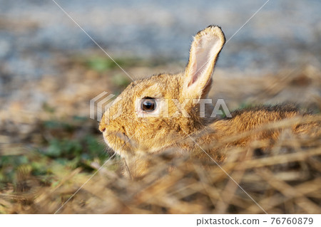 Fluffy brown bunny rabbit sitting on the dry grass over environment natural light background. Fluffy brown bunny rabbit sitting on the dry grass over environment natural light background. 76760879