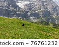 Meadow 76761232