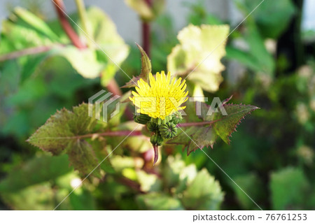 飛廉 飛廉 76761253