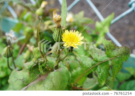 Nogushi Nogushi 76761254