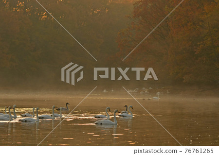 Swan in Oike 76761265