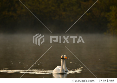 Swan in Oike 76761266