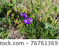 Meadow 76761369