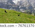 Meadow 76761370