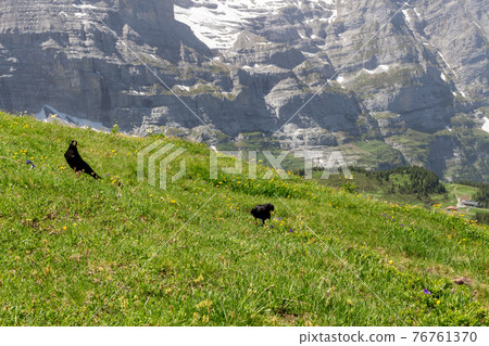 Meadow Meadow 76761370