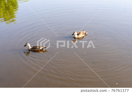 A pair of ducks playing in the park pond A pair of ducks playing in the park pond 76761377