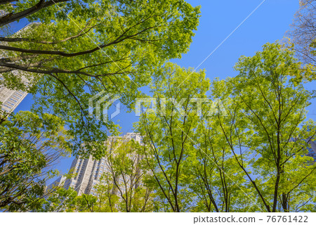 新鮮的綠色形象樹和綠色複製空間綠葉新宿中央公園 76761422