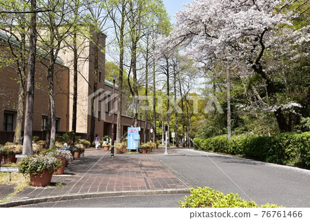 町田市世谷公園國際印刷博物館,盛開的櫻花和鮮綠色 町田市世谷公園國際印刷博物館,盛開的櫻花和鮮綠色 76761466