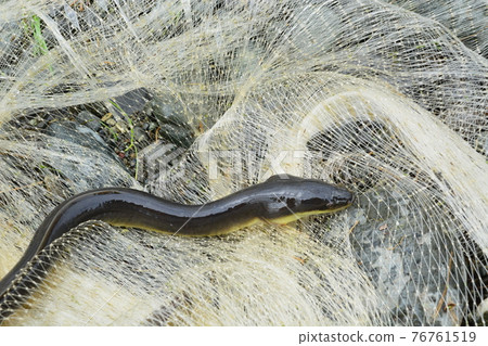 I took a picture of a natural eel alive I took a picture of a natural eel alive 76761519
