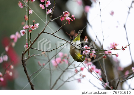 Mejiro和梅花 76761610