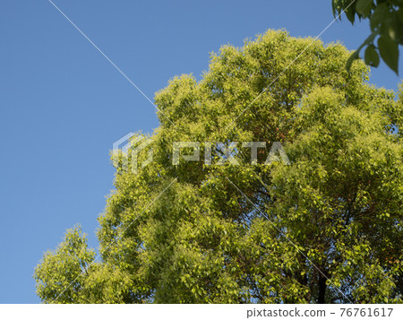 綠葉藍天樹木背景素材 76761617