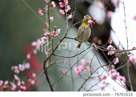 Mejiro and plum blossoms 76761618