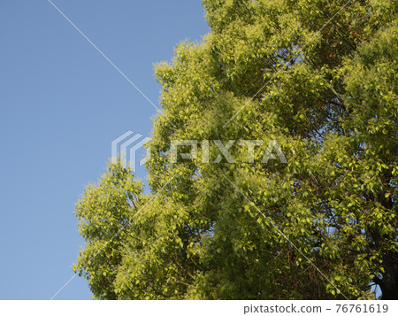 綠葉藍天樹木背景素材 76761619